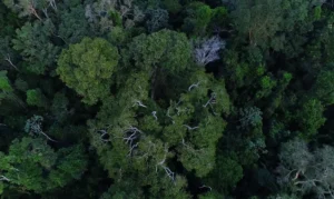 Floresta