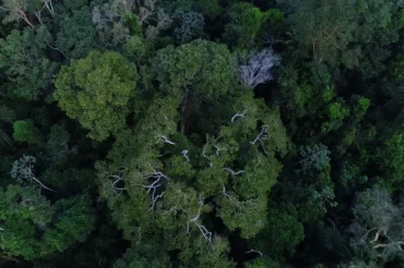 Floresta